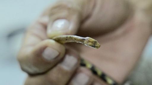 Nueva especie de boa enana