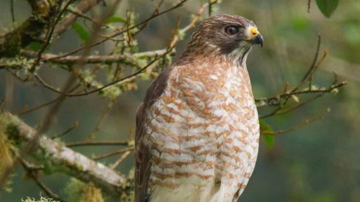 Muerte de 300 águilas cuaresmeras en Tolima a manos de cazadores