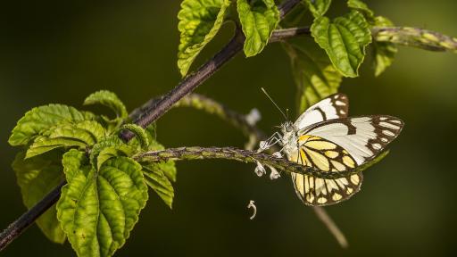 Las mariposas pueden polinizar las flores gracias a la electricidad