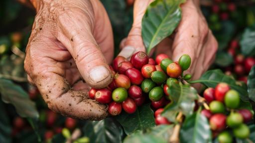 Nariño: Reactivan Centrales de Beneficio para calidad del café