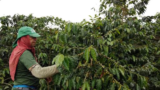 Protesta de caficultores en Colombia: reclamo por políticas y importaciones