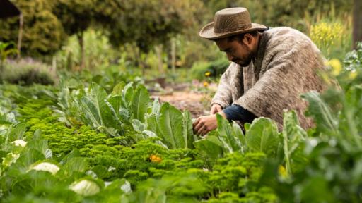 Día Mundial de la Agricultura