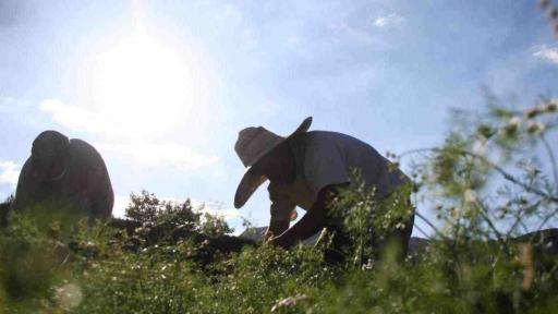 Demanda judicial para restitución de tierras en Sucre