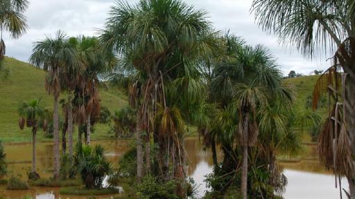 Amazonía: defensa de los páramos y cananguchales