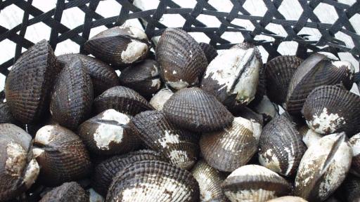 Piangua: qué es, para qué sirve, dónde se encuentra y vitaminas