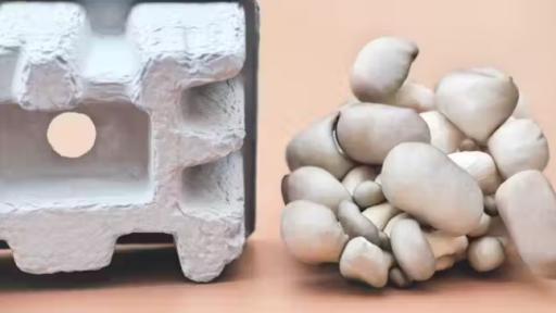 Hongos, una alternativa al plástico para fabricar envases biodegradables