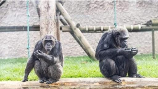  ¿Qué pasó con los Chimpancés que escaparon del Bioparque Ukumarí de Pereira?