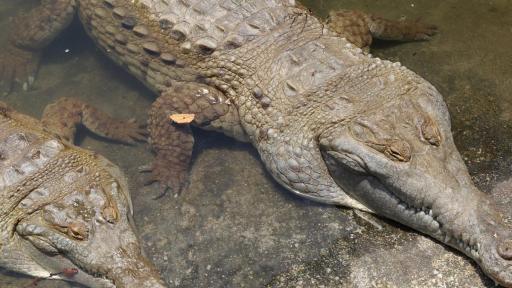 Salvando al caimán del Orinoco, depredador de los ríos