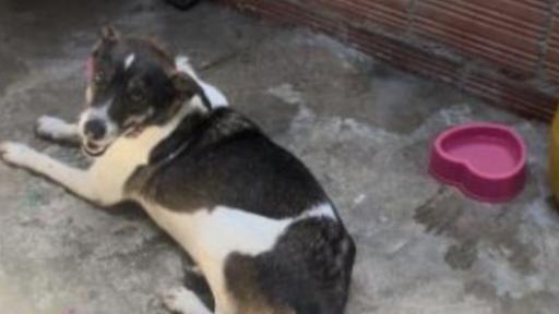 Condenas por maltrato animal en Colombia