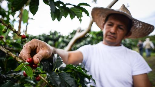 crecimiento en las exportaciones agropecuarias reportó el DANE