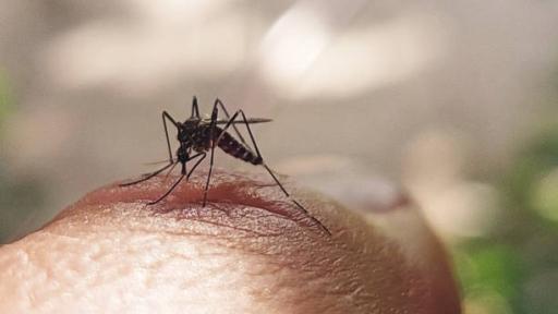 OPS alerta sobre aumento de casos de dengue en América Latina