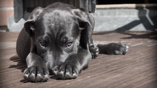 Animales son reconocidos como seres sintientes: decisión histórica de la Corte Constitucional en Colombia