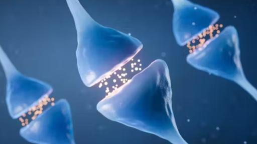 Atajos hacia el placer: la peligrosa cara oculta de la “hormona de la felicidad”