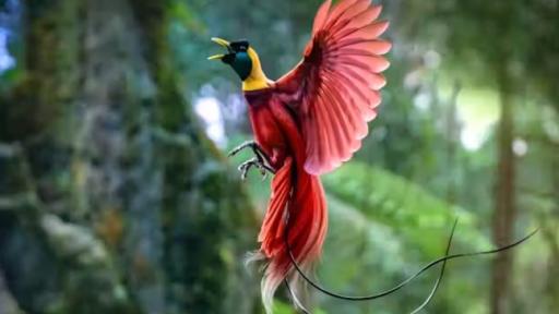 Un estudio histórico revela un nuevo “árbol de la vida” para todas las aves actuales