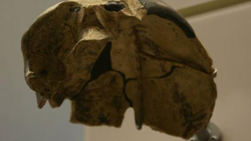 Un cráneo de un millón de años hallado en China podría reescribir la historia de la evolución humana