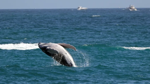 Estudio revela que ballenas grises se están encogiendo