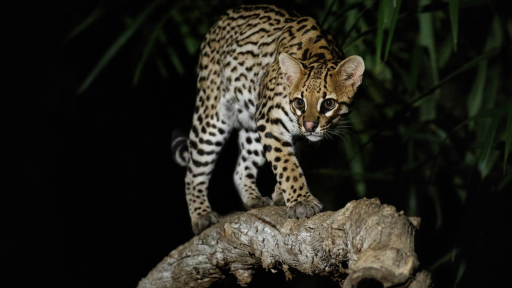 Buscan felino en Villavicencio: dónde fue visto 