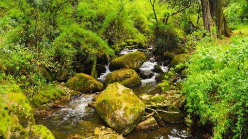Mes del Patrimonio: recorrido por el río Fucha, afluente emblema de Bogotá