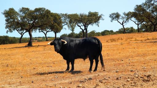 Día Internacional Antitaurino 2025: Historia y leyes en Colombia