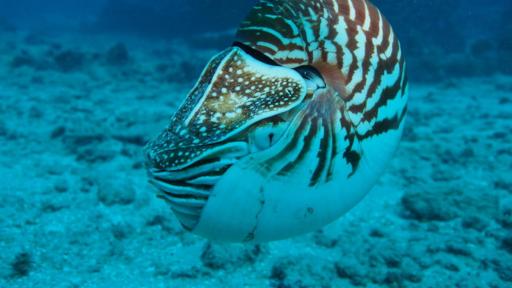 Top 10 nuevas especies marinas