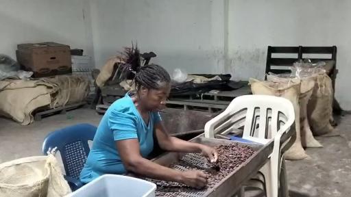 Cortepaz Tumaco: familias construyen paz con cacao