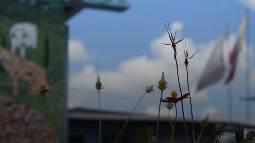Apicultura en San Vicente del Caguán, Caquetá