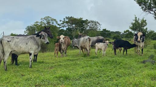 Productores de leche Colombia piden extender medida arancelaria en 2025 