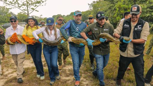 Los ejemplares son diferentes especies como reptiles, anfibios y aves y fueron liberados en la reserva natural de la sociedad civil Yurumí en el municipio de Puerto López.