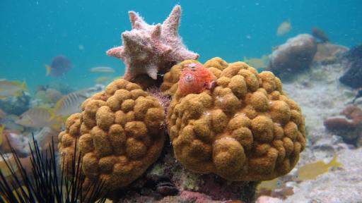 ¿Qué es la expedición Lamuuna Neimalu’u? cómo participar