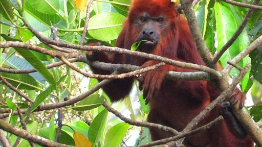 Libro “Memorias que Cultivan Esperanza” nació en la vereda Alto Guapaya, Meta