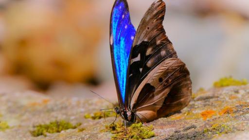 Avistamiento de mariposas en el sur del Meta, un atractivo turístico