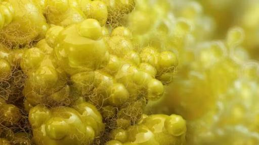 Más allá de la barriga cervecera: el papel oculto de la grasa intermuscular en la salud