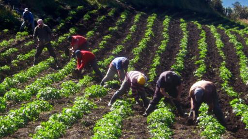 Gobierno entrega tierras a comunidades desplazadas en Huila y Sucre como parte de la Reforma Agraria