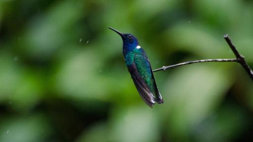 Colibríes hembras se disfrazan de machos