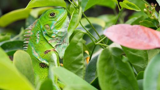 COP16 Cali, Colombia: ABC - todo lo que necesitas saber 