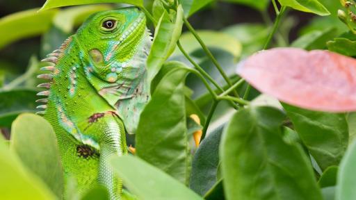 Cop 16: global Event for biodiversity conservation in Colombia october 2024