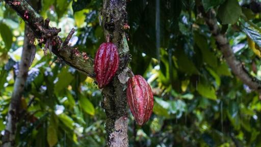Cesar: Crean fondo para apoyar a los cacaoteros de la región