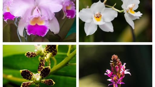Exposición Nacional de Orquídeas en su vigésima edición y primera versión internacional