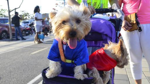 Este fin de semana jornada de adopción de perros y gatos en Barranquilla 