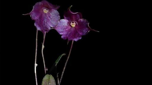 Especie de orquídea descubierta en Perú 2024