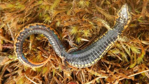 Proctoporus titans | Nueva especie de lagartija en Perú