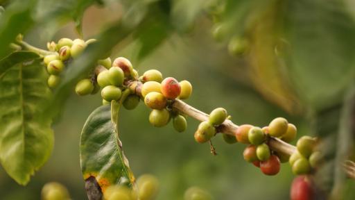 Municipios PDET: productores de café y cacao del Tolima recibirán recursos