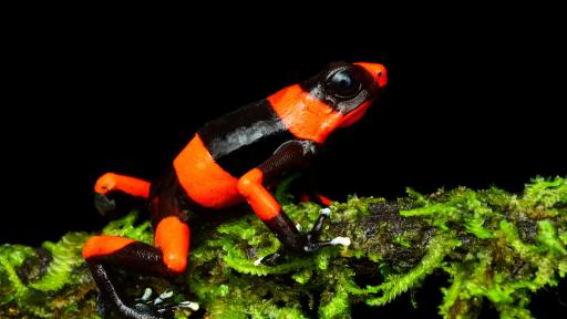 La rana Oophaga lehmanni revive en la cuenca de Anchicayá 