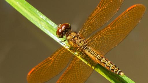 Top 10 de los insectos polinizadores del Amazonas