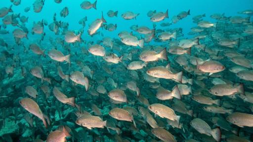 Isla Malpelo- pesqueros ilegales