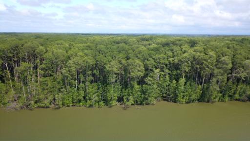 Manglares: Qué son, cuáles son sus funciones y su fauna y flora