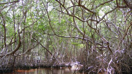 Restauración de manglares, un enfoque integral para la recuperación de estos valiosos ecosistemas