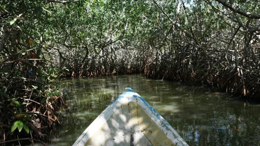 La ardua labor que hacen las mujeres piangüeras por los manglares