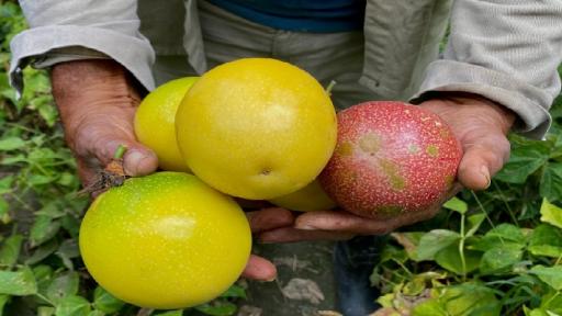 Colombia exporta pasifloras a más de 30 países