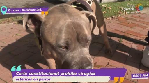 prohibición de prácticas de maltrato animal con fines estéticos